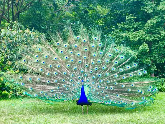 Courageous Creativity