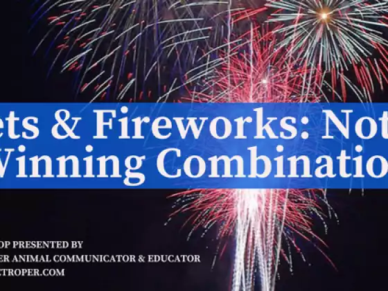 Pets & Fireworks: Not A Winning Combination