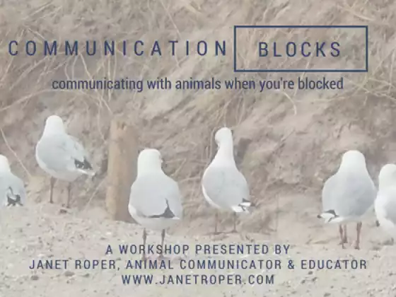 Communication Blocks: Communicating With Animals When You're Blocked