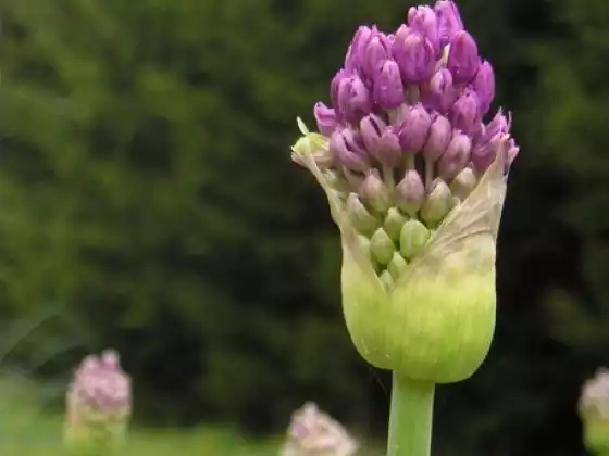 The Heart Root
