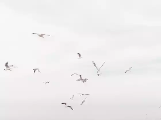 #96-Color Therapy with White