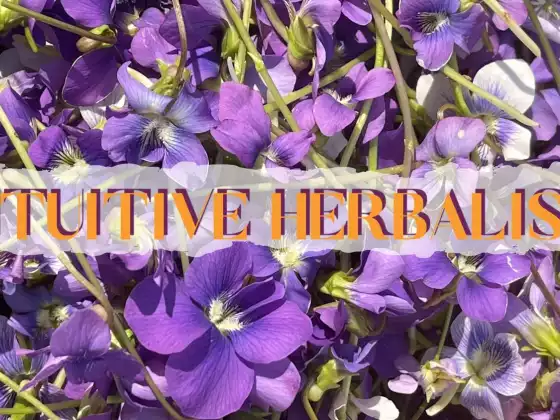 Intuitive Herbalism