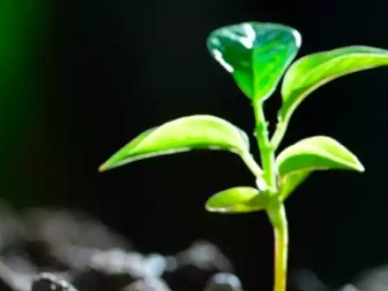Pagpapagaling at Pag-clear ng Enerhiya ng Spring Renewal