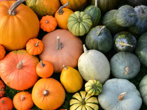 Squash Up and Carry On