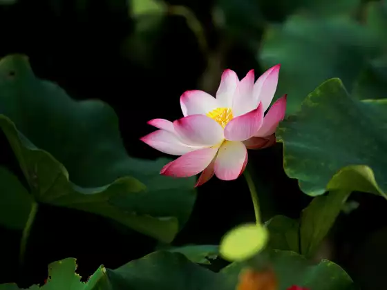 LMTV: Work Your Karma (Dr Lynn Anderson)