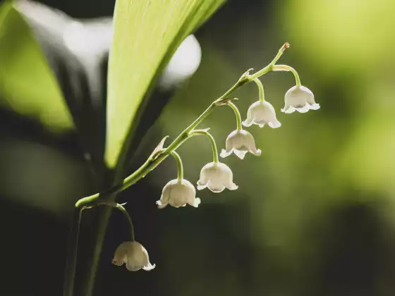 灵气冥想之旅：花的魔法