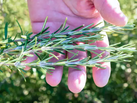 DharmaHuasca: Integrating Sacred Plant Medicines and Buddhist Dharma