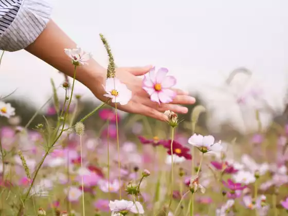 Guarigione Reiki a distanza per 33 minuti