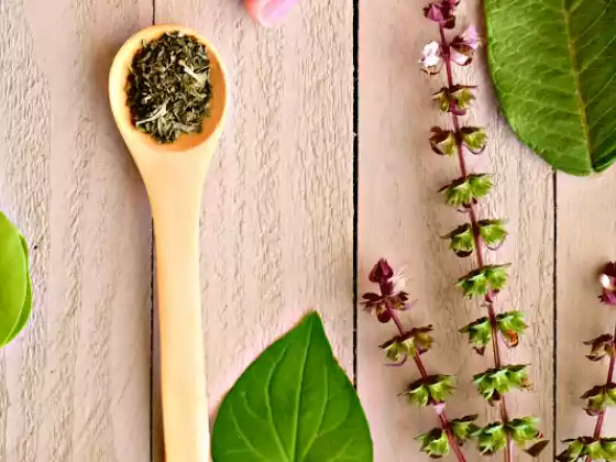 Khái niệm cơ bản về thảo dược Ayurvedic