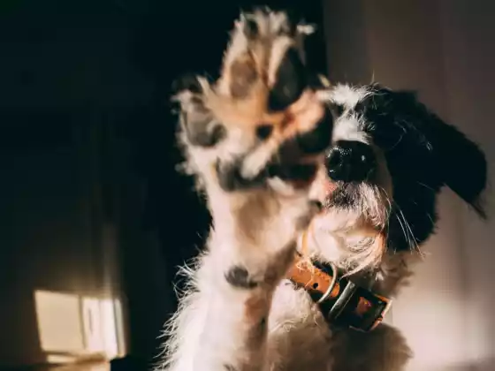 Our Connection to Animals Webinar 6: Special Q&A