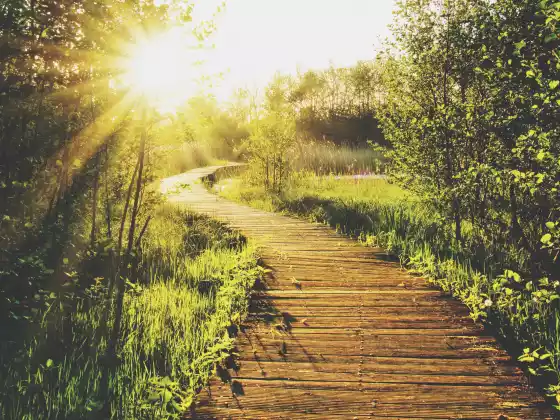 Energy Healing for Love, Light, and Peace, and a blessing for the New Year