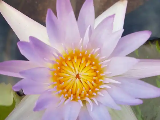 A Jornada dos Chakras - Oitava Aula ~ Seu Chakra da Garganta
