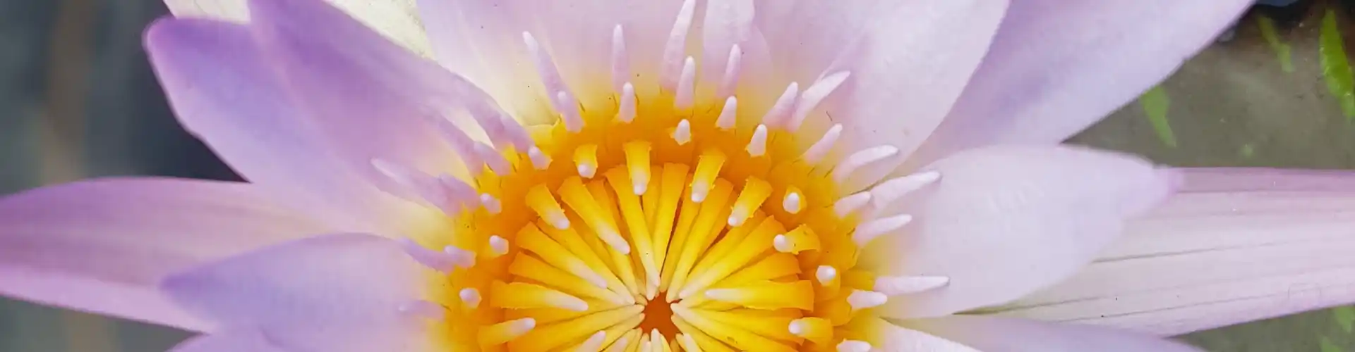 The Chakra Journey Class Eleven ~ Your Soul Chakra  - Online Class by Megan Edge